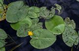 Nuphar lutea