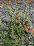 род Galium