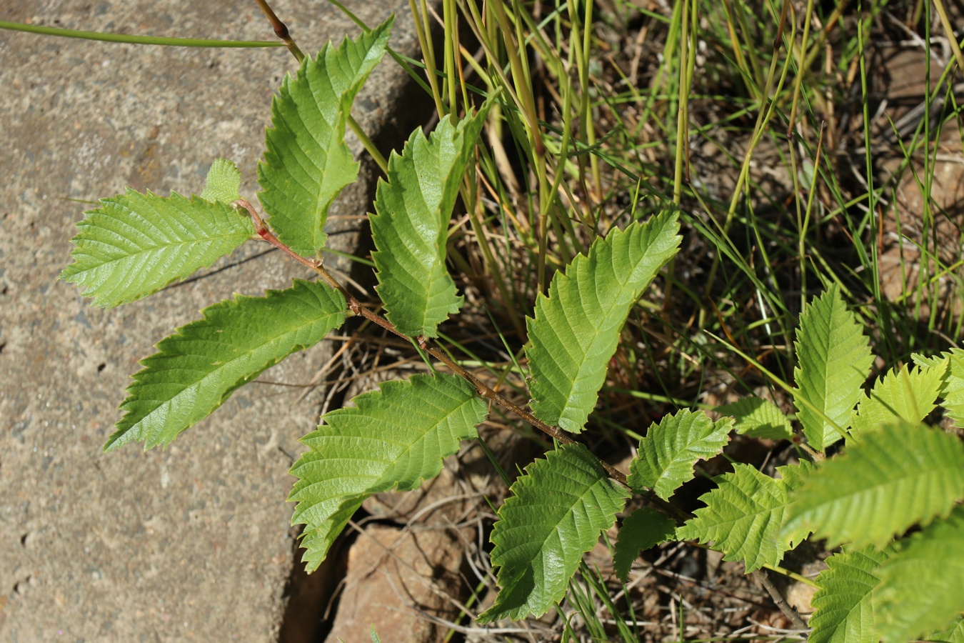 Image of genus Ulmus specimen.