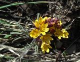 Gymnospermium alberti