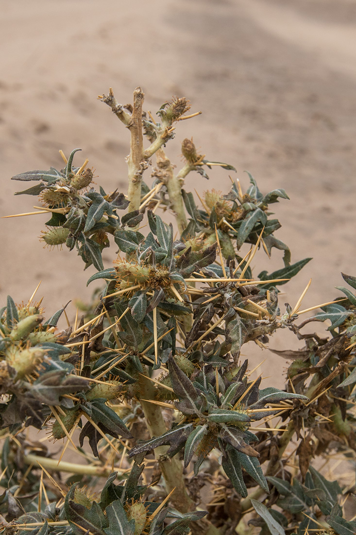 Изображение особи Xanthium spinosum.