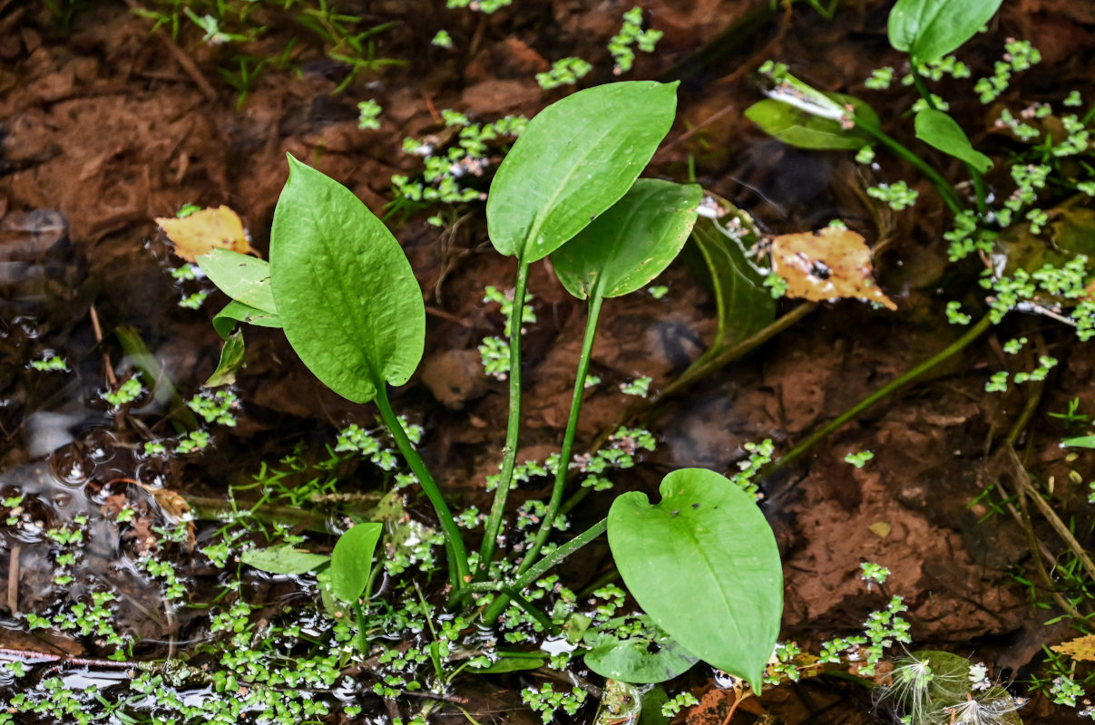 Изображение особи Alisma plantago-aquatica.