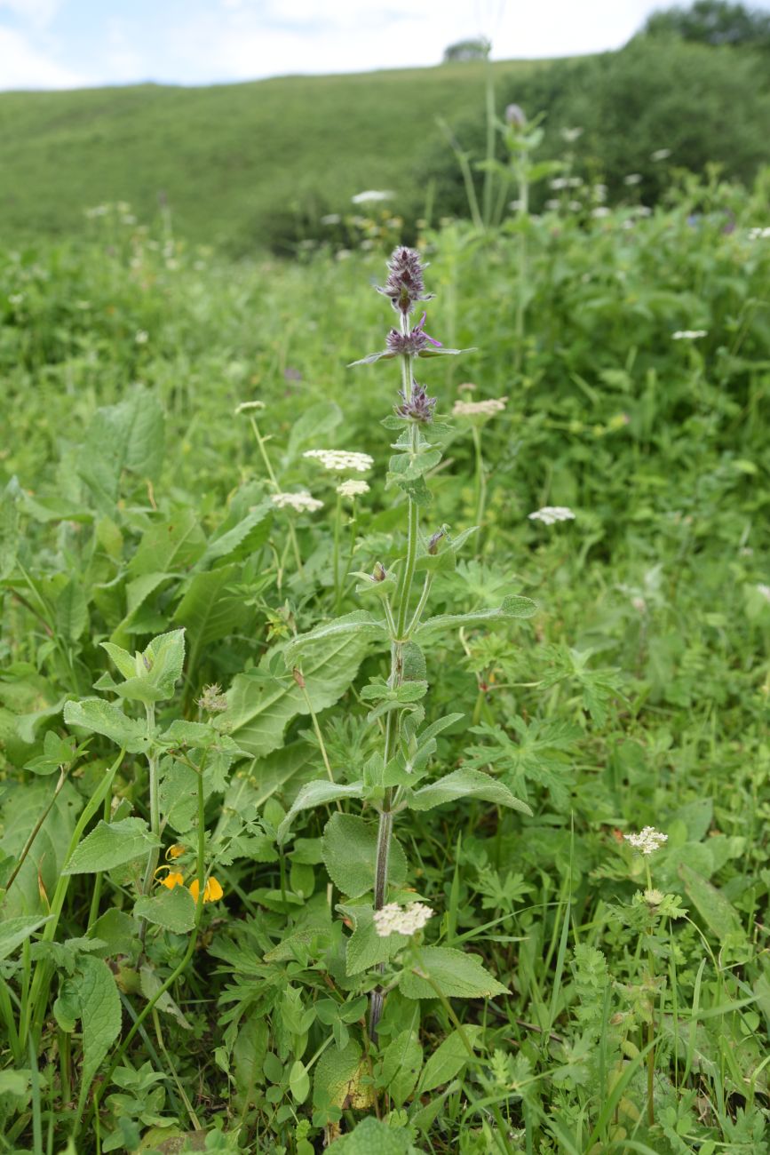 Image of Stachys germanica specimen.