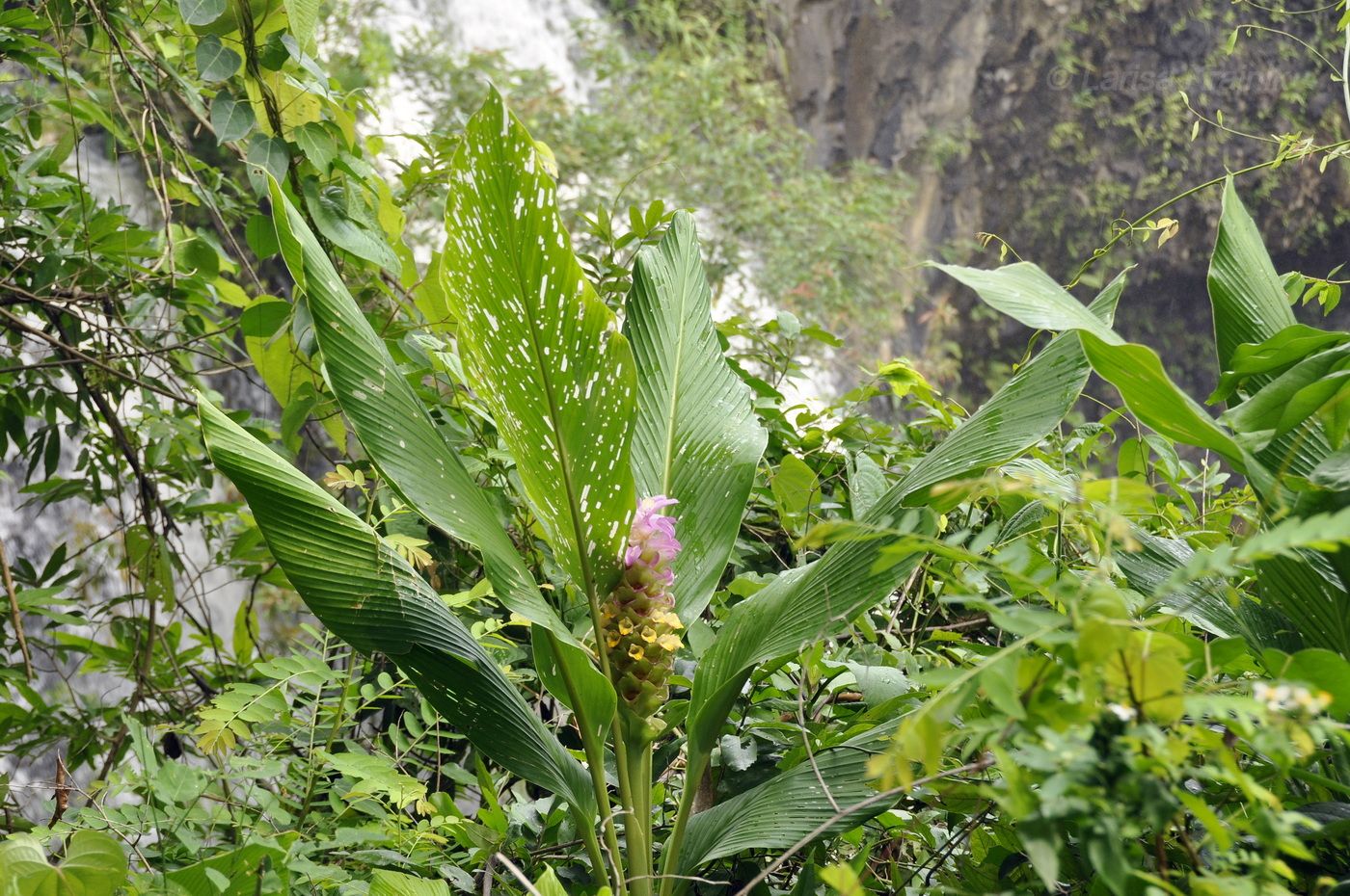 Изображение особи род Curcuma.
