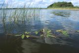 Persicaria amphibia. Цветущее растение в сообществе с Eleocharis palustris. Беларусь, Витебская обл., окр. пос. Езерище, оз. Езерище у западного побережья, прибрежное мелководье. 20.07.2024.