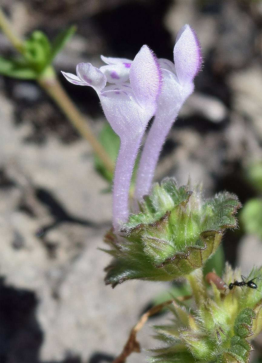 Изображение особи Lamium amplexicaule.