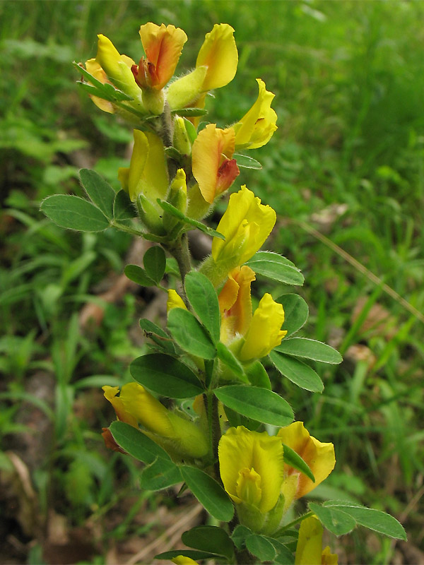 Изображение особи Chamaecytisus hirsutus.