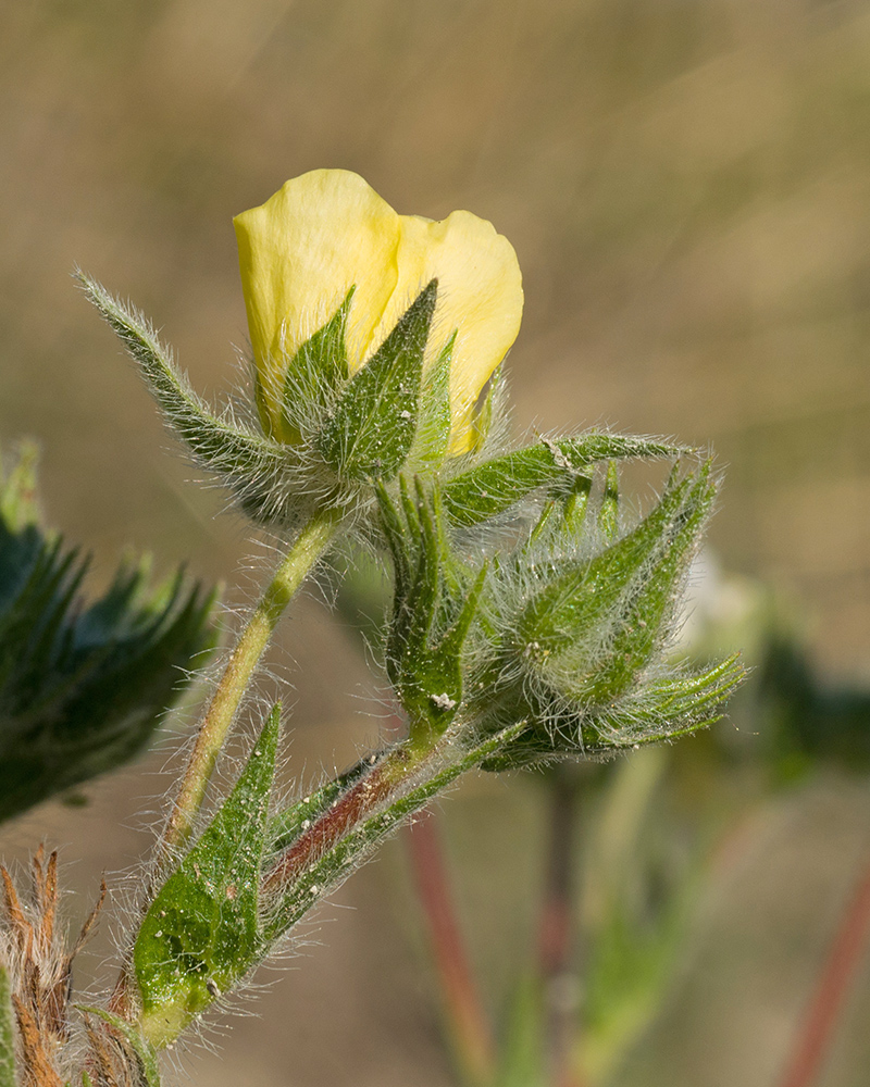 Image of Potentilla taurica specimen.