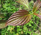 Swida alternifolia. Лист. Московская обл., Щёлковский р-н, в культуре. 16.05.2025.