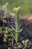 Helianthemum lasiocarpum