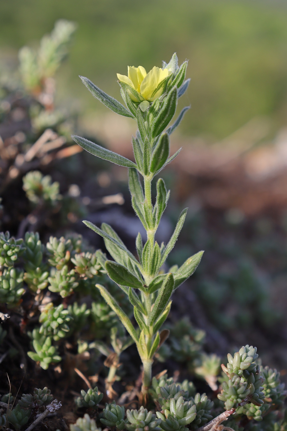 Image of Helianthemum lasiocarpum specimen.