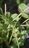семейство Lamiaceae. Часть побега. Грузия, Самцхе-Джавахети, окр. с. Хертвиси, подножие правого борта долины р. Кура, на склоне. 17 мая 2025 г.