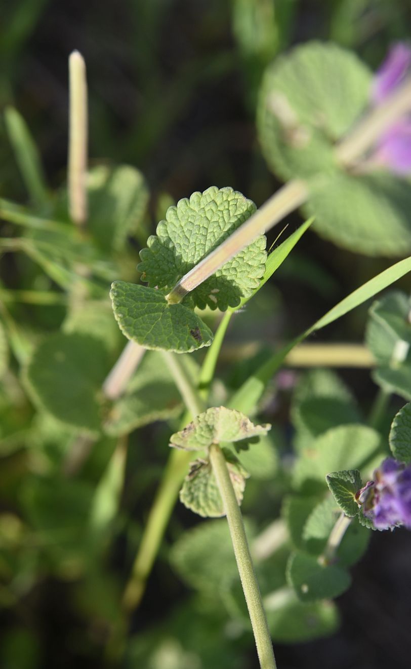 Image of familia Lamiaceae specimen.