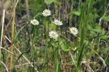 Ixeridium gramineum
