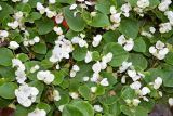 Begonia &times; hortensis