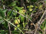 Rubia tinctorum