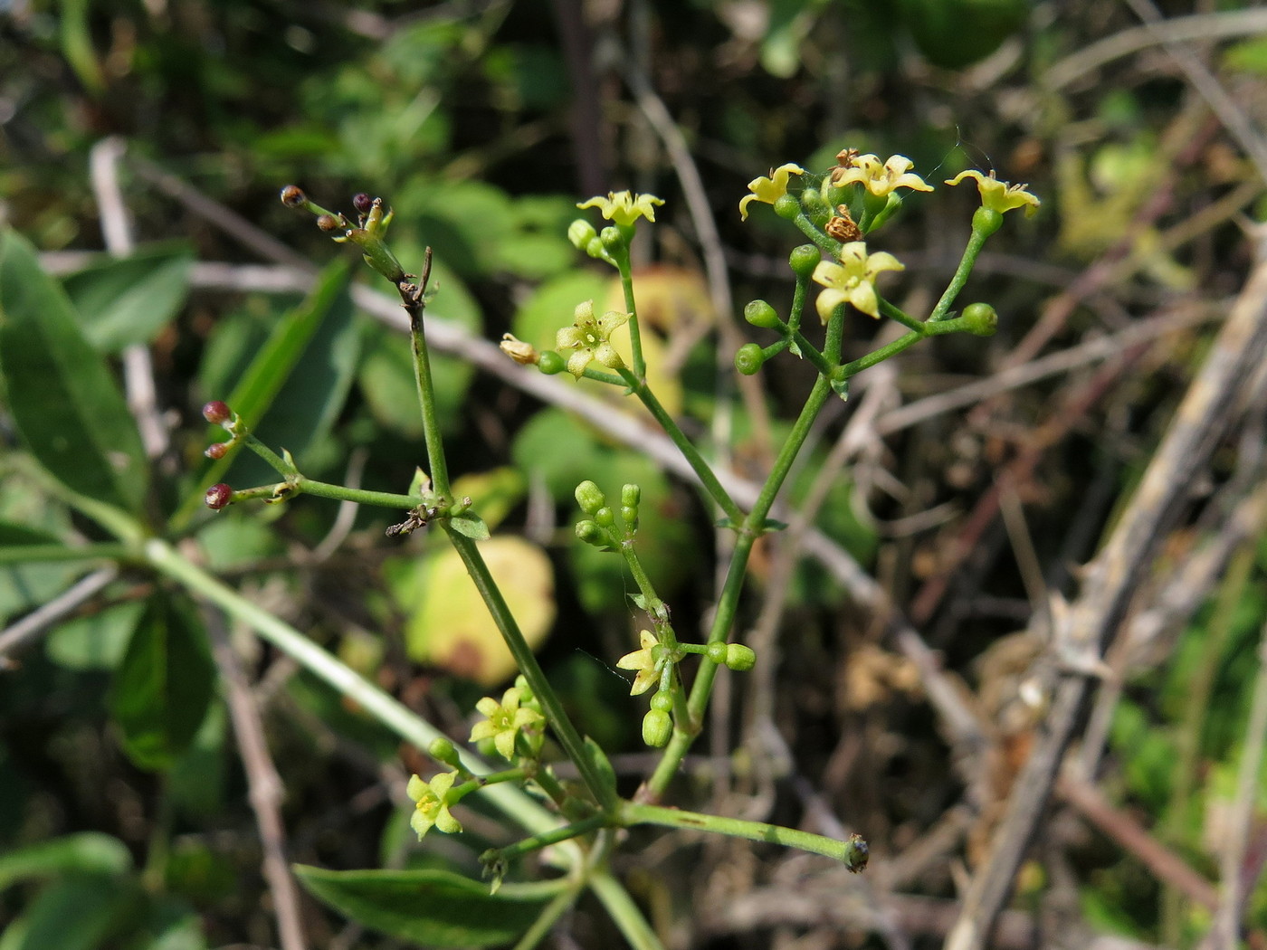 Image of Rubia tinctorum specimen.