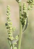 Chenopodium album