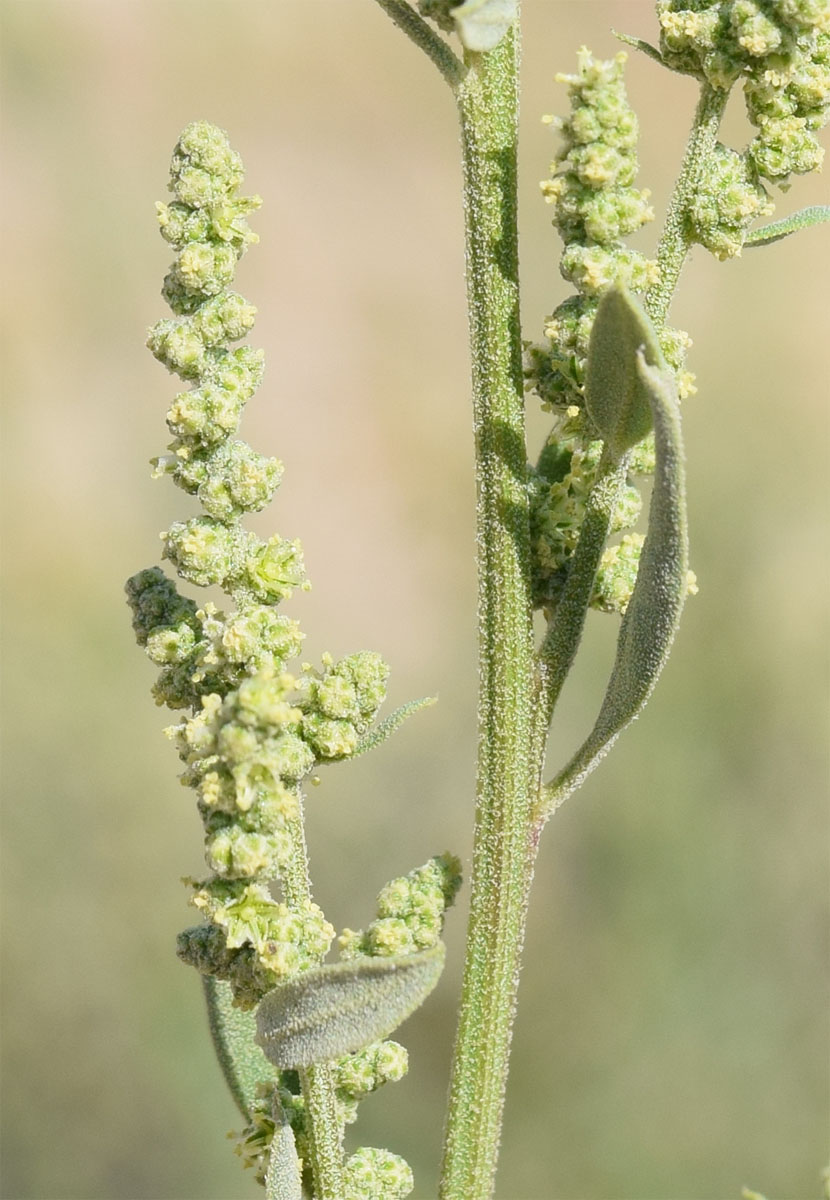 Изображение особи Chenopodium album.