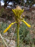 Asphodeline lutea