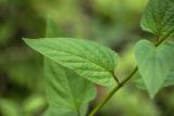 род Scrophularia. Часть побега. Краснодарский край, Пшадский сельский округ, окр. с. Криница, ущ. Грекова щель, лиственный лес. 08.07.2025.