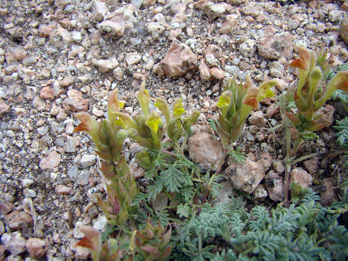 Image of Scutellaria botbaevae specimen.