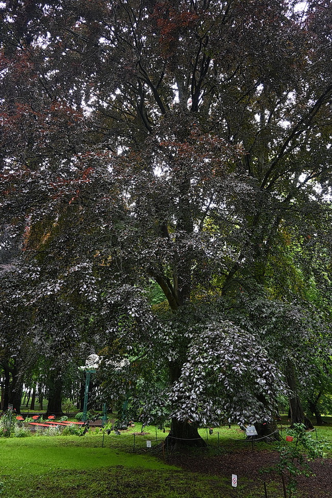 Image of Fagus sylvatica specimen.
