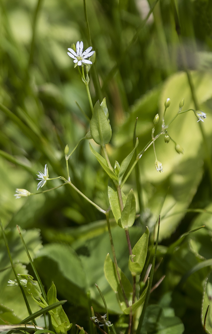 Image of Stellaria anagalloides specimen.
