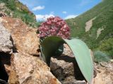Allium karataviense. Плодоносящее растение. Казахстан, Жамбылская обл., Жуалынский р-н, запов. \"Аксу-Джабаглы\"; Таласский Алатау, ущ. Коксай, ≈ 2150 м н.у.м., осыпь на склоне вост. экспозиции. 1 июня 2025 г.