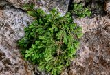 Selaginella kraussiana. Вегетирующее растение. Португалия, Азорские о-ва, о-в Сан-Мигел, р-н Порту-Формозу, на каменной стене. 12.08.2025.