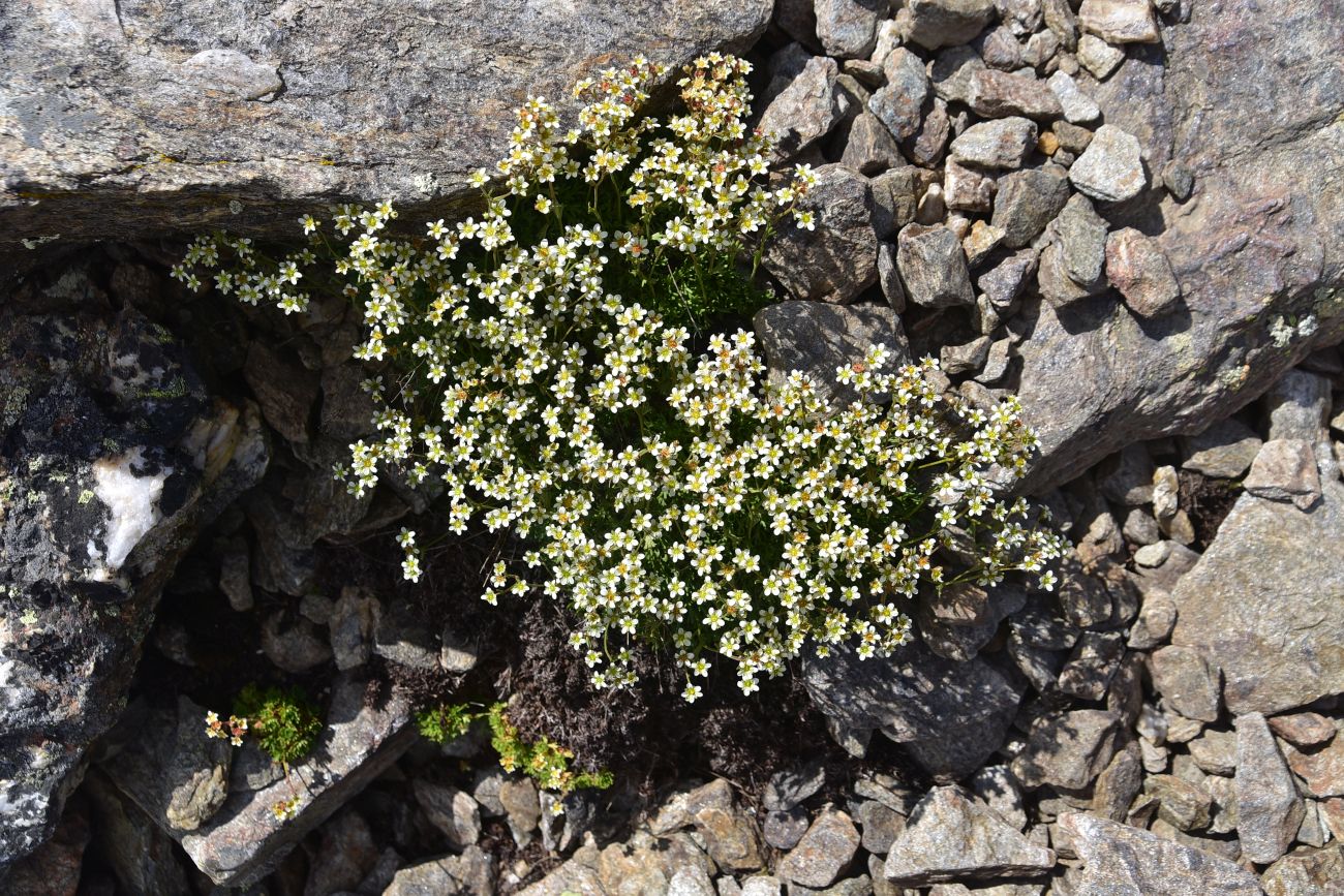 Изображение особи род Saxifraga.