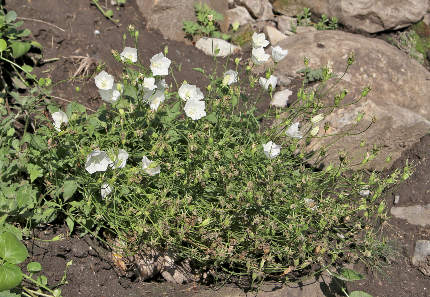 Изображение особи Campanula carpatica.