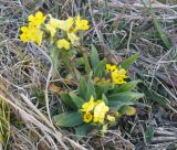 неопознанный вид. Цветущее растение с листьями. Республика Дагестан, Ахтынский р-н, с.Ялак. 23.11.2025.