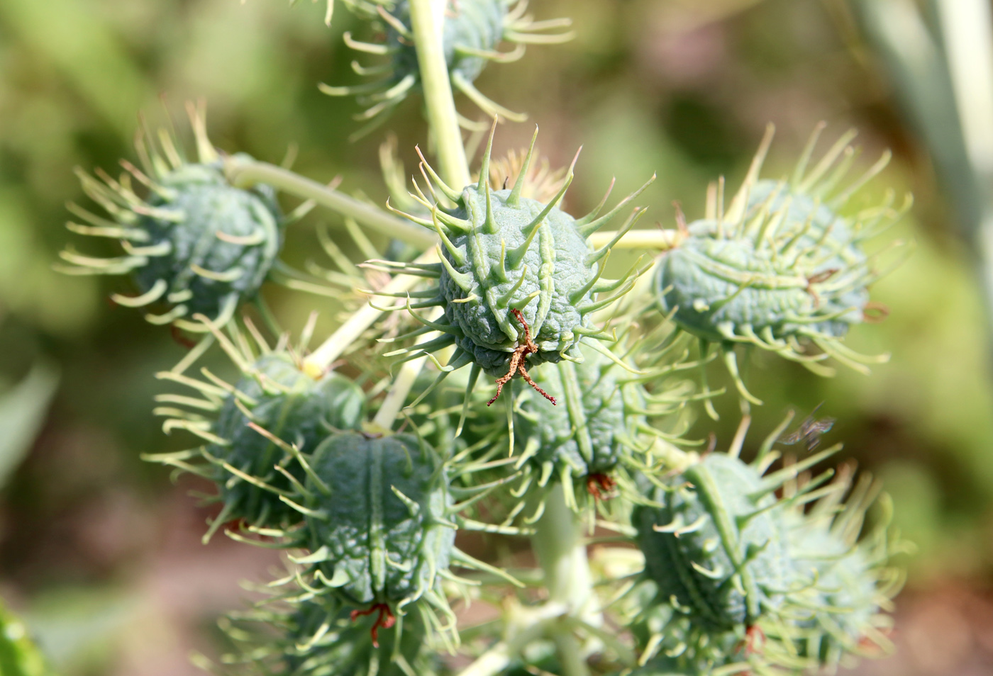 Image of Ricinus communis specimen.