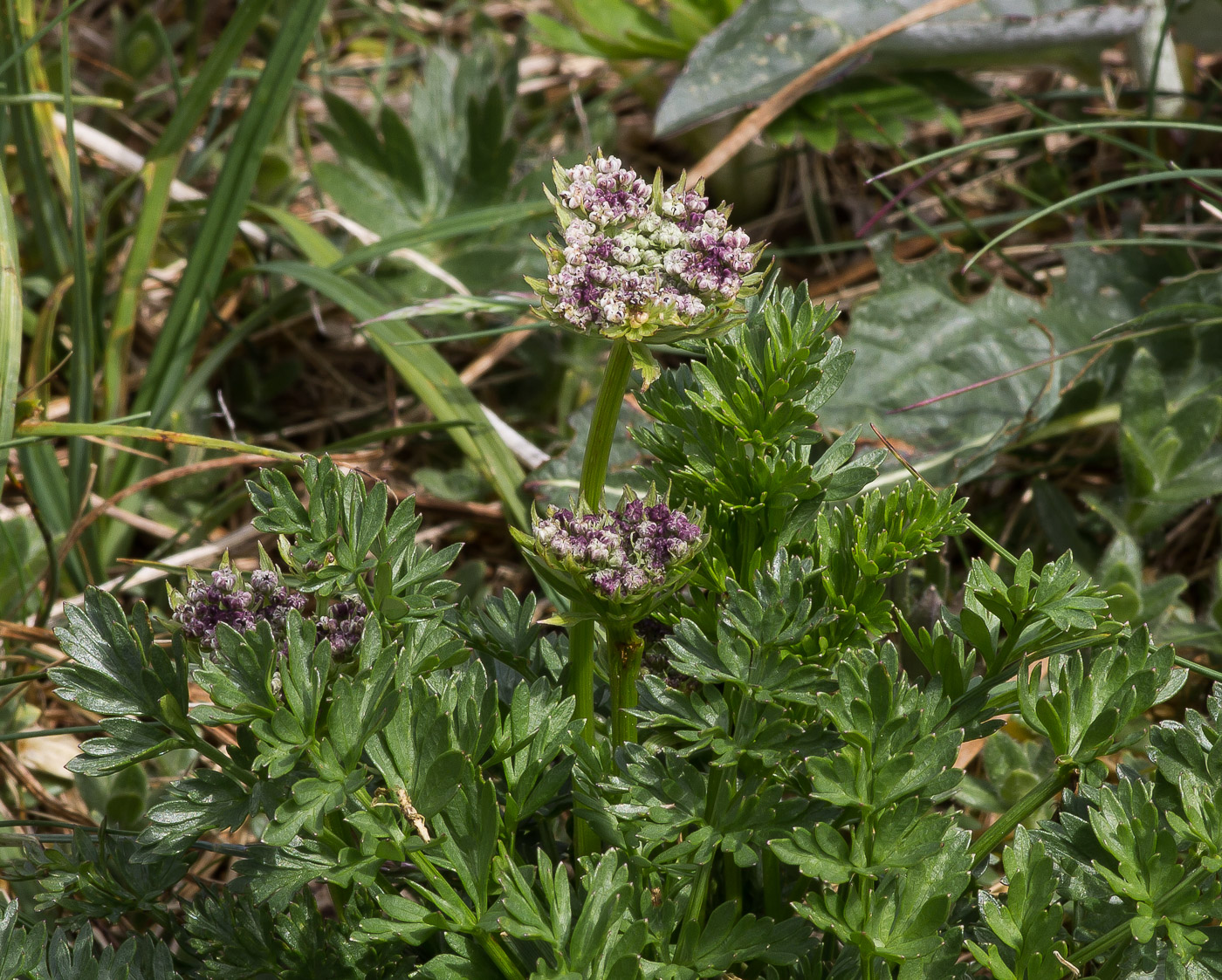 Image of familia Apiaceae specimen.