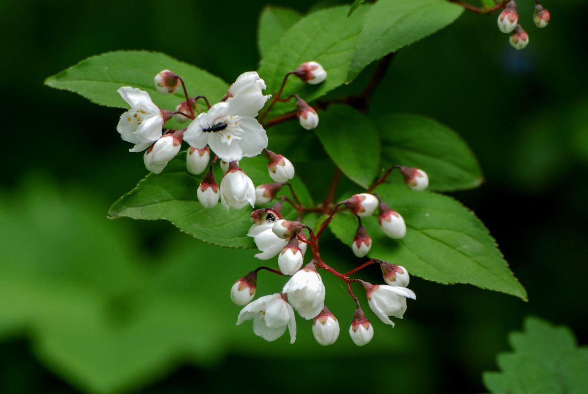 Изображение особи Deutzia gracilis.