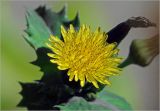 Sonchus oleraceus. Соцветие. Московская обл., Раменский р-н, окр. дер. Хрипань, садовый участок. 05.09.2025.