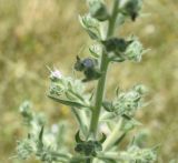 Echium biebersteinii. Часть соцветия. Турция, ил Ширнак, окр. устья руч. Гали-Гарах-Мюса, береговая терраса левого берега р. Хабур. 25 мая 2025 г.