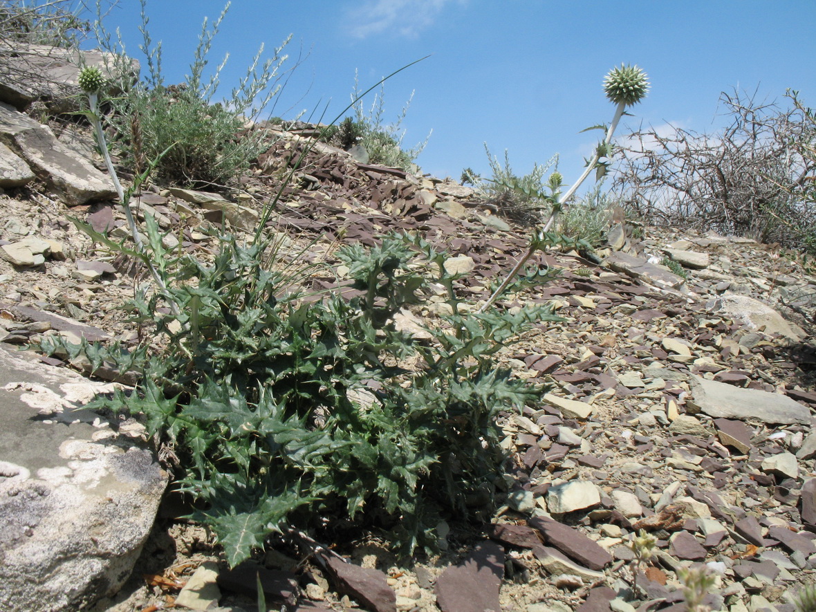 Image of genus Echinops specimen.