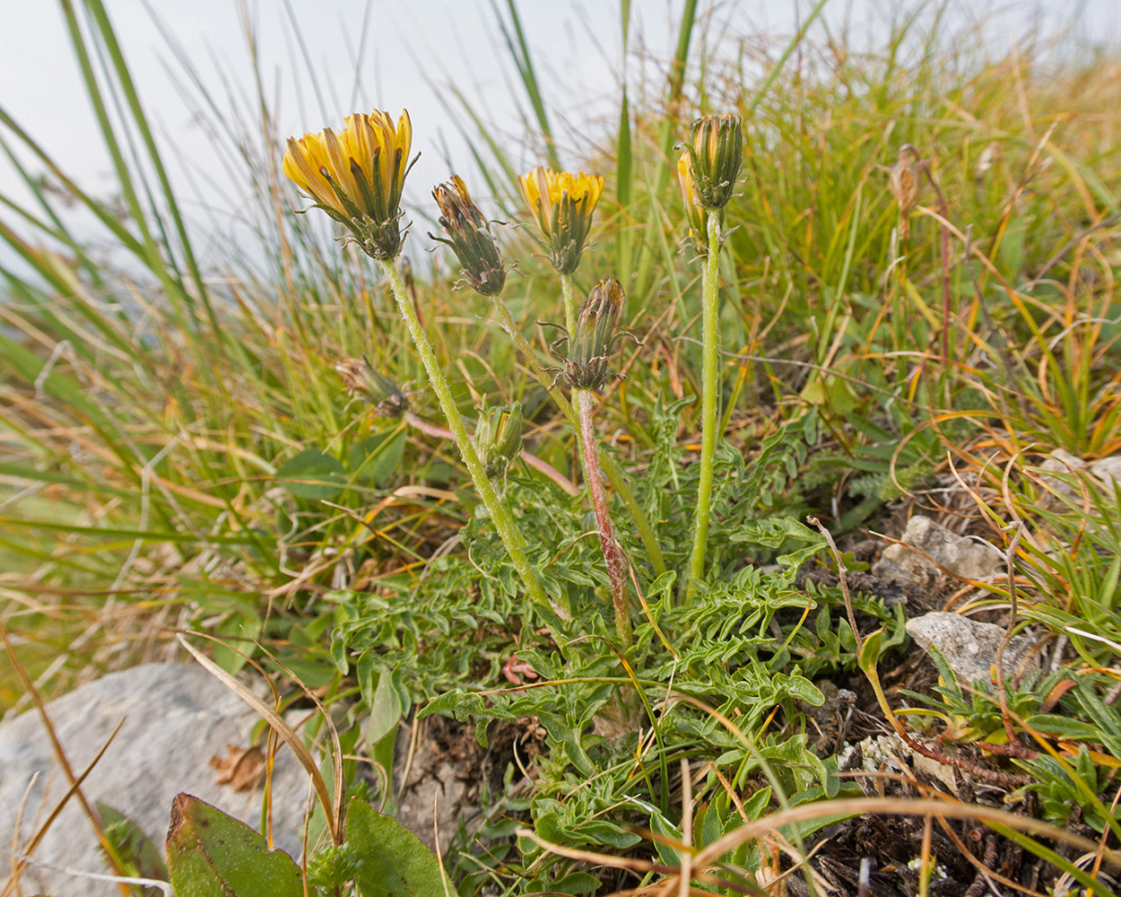 Image of genus Taraxacum specimen.