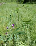 Lathyrus palustris. Верхняя часть цветущего побега. Ульяновская обл., окр. г. Димитровград, пойма р. Бол. Черемшан, старица оз. Горелое, местами заросший ивняком заболоченный луг. 09.06.2024.