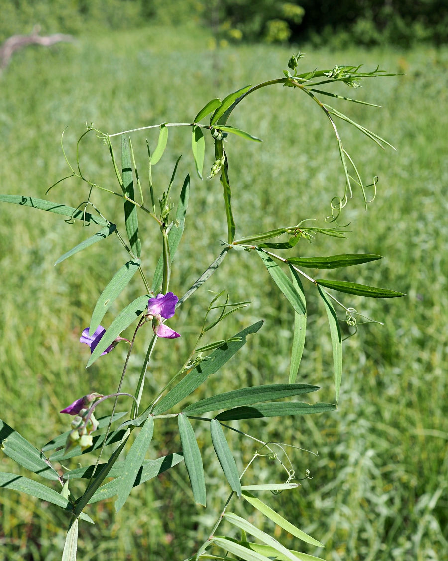 Image of Lathyrus palustris specimen.