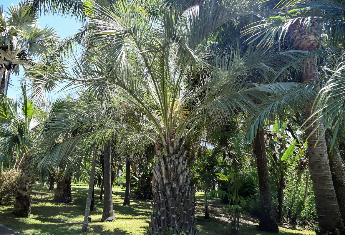 Изображение особи Butia capitata.