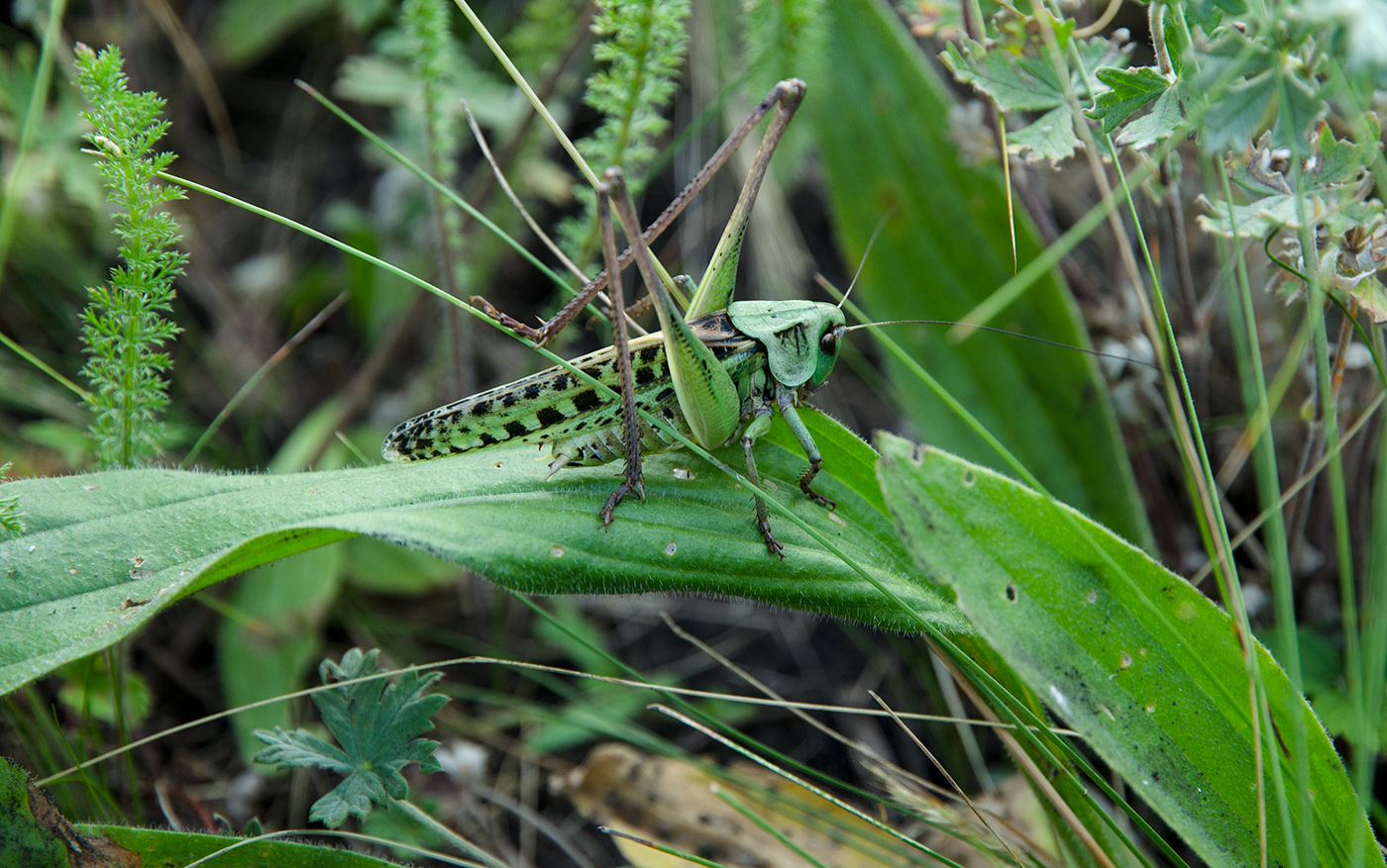 Изображение особи Plantago urvillei.