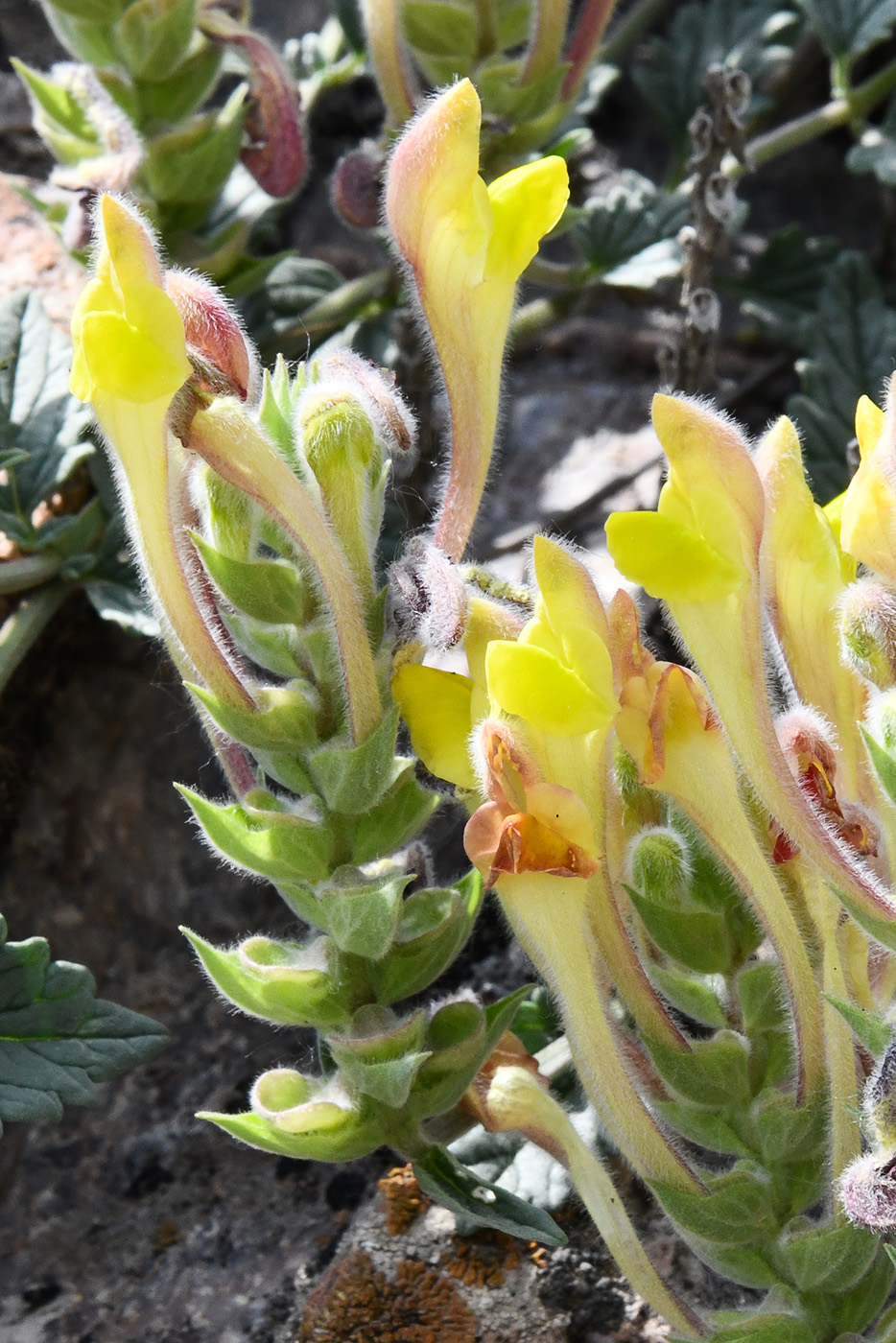 Image of Scutellaria oxystegia specimen.