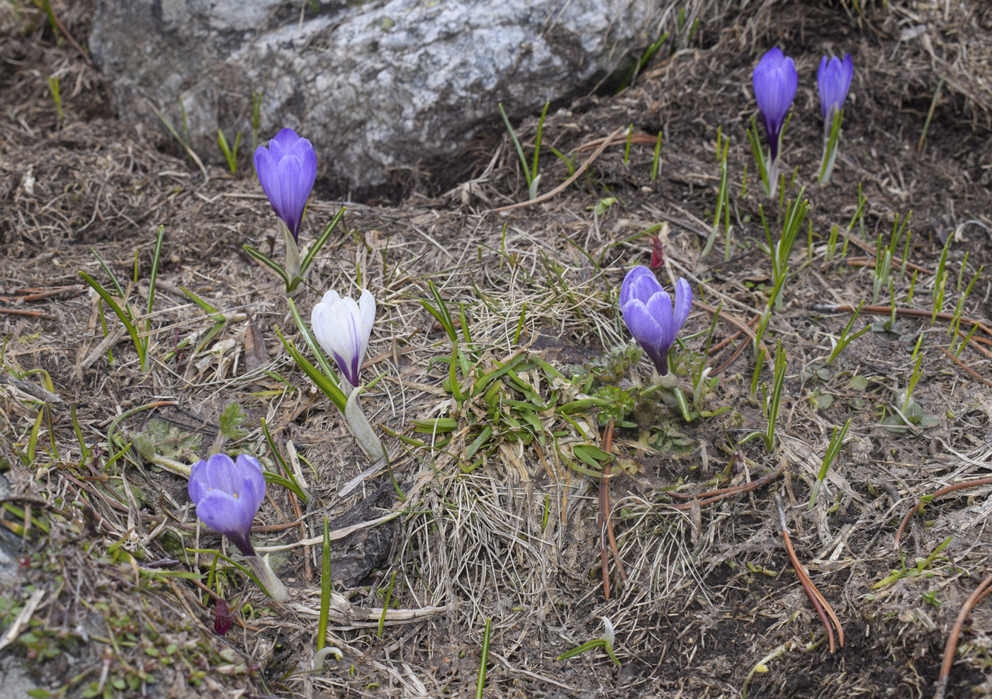 Изображение особи Crocus vernus.