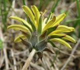 Taraxacum tortilobum