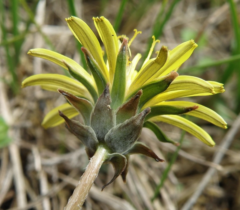 Изображение особи Taraxacum tortilobum.