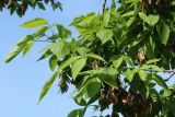 Acer negundo. Листья. Санкт-Петербург, Кировский р-н, озеленение бульвара. 19.05.2026.
