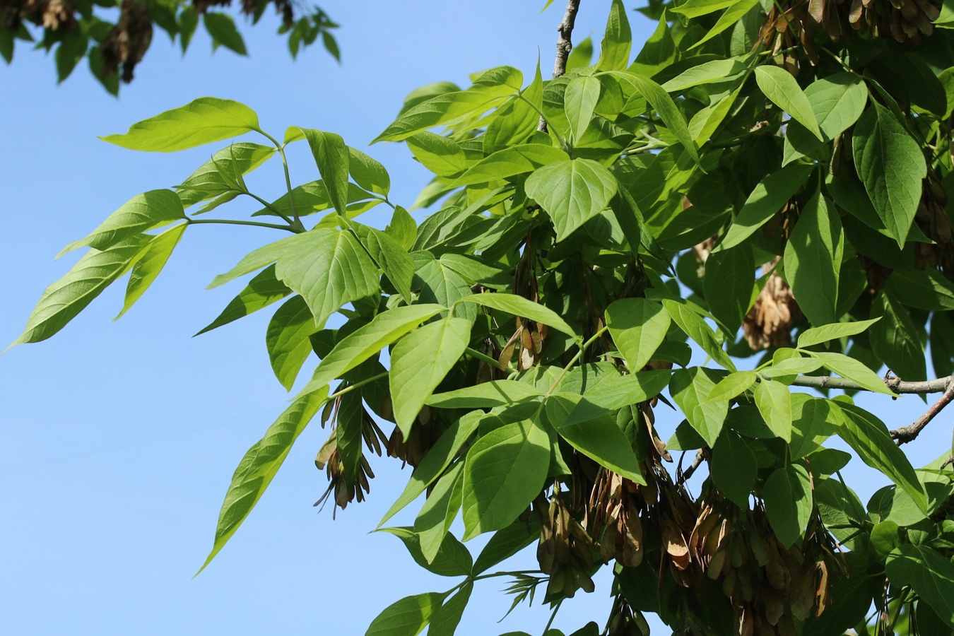 Image of Acer negundo specimen.